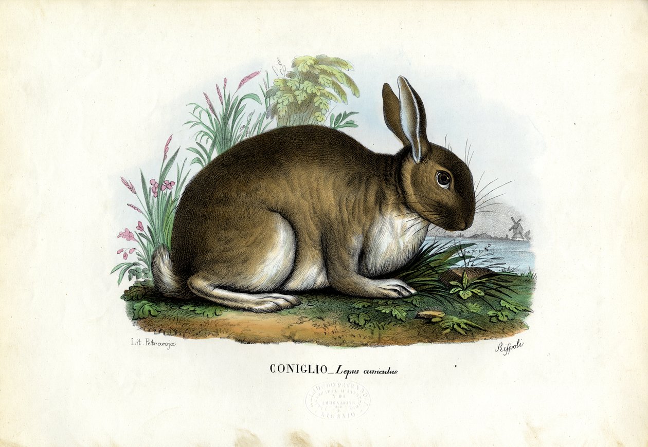 Kanin, 1863-79 av Raimundo Petraroja