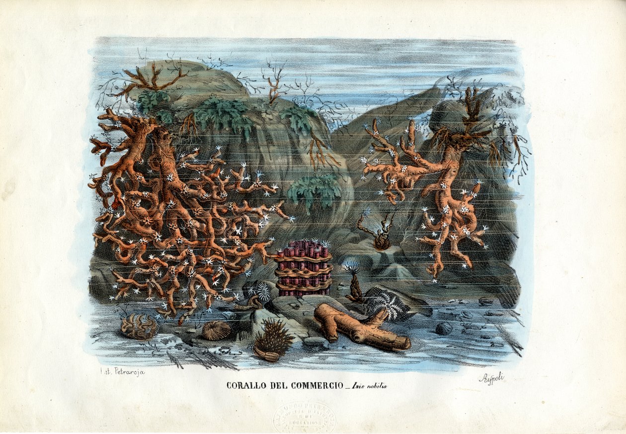 Røde Isis-koraller, 1863-79 av Raimundo Petraroja