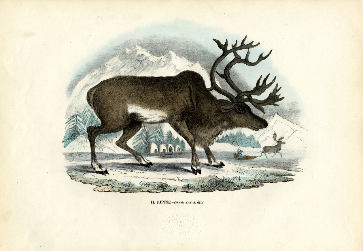 Reinsdyr, 1863-79 av Raimundo Petraroja