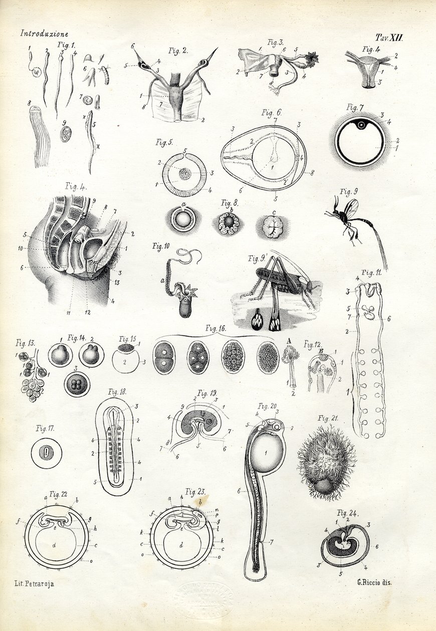 Reproduktive organ, 1863-79 av Raimundo Petraroja