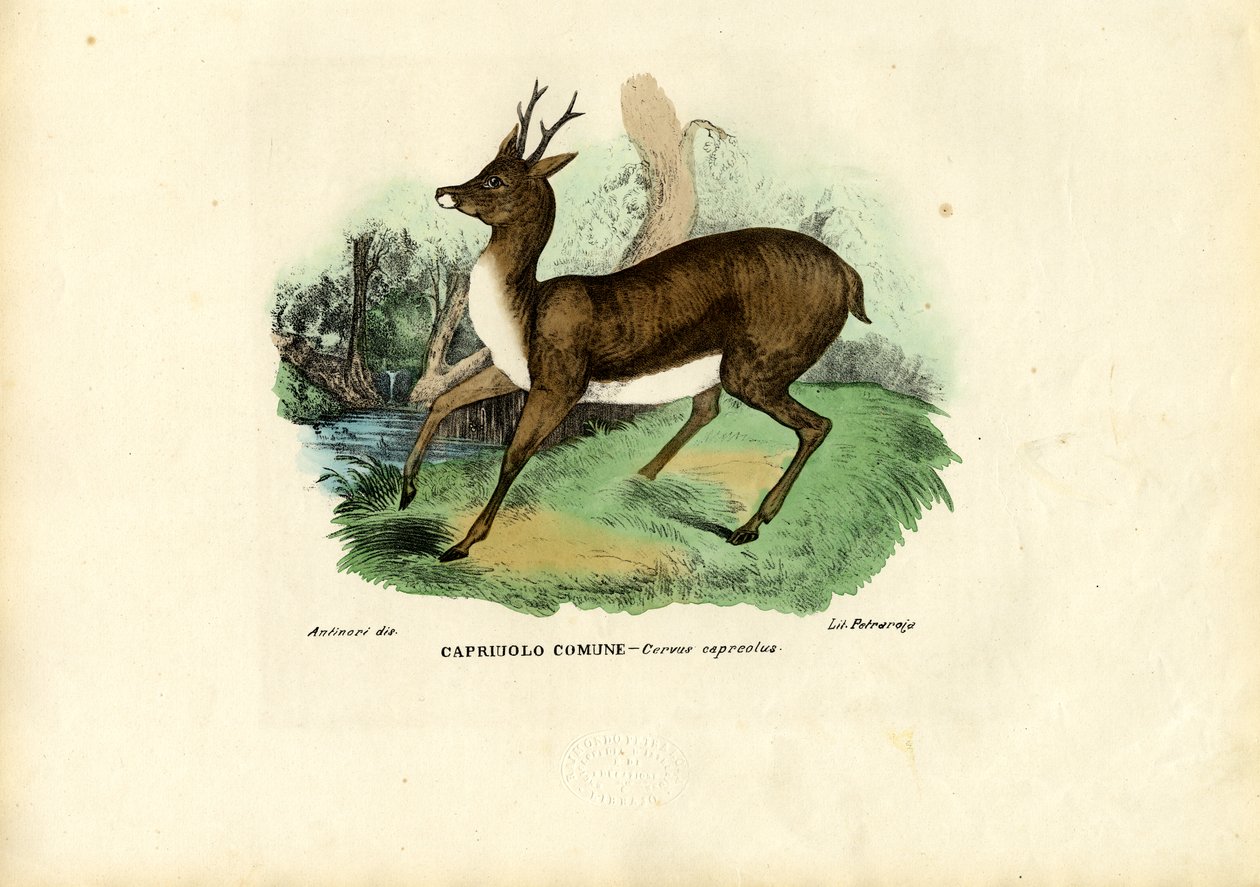 Rådyr, 1863-79 av Raimundo Petraroja