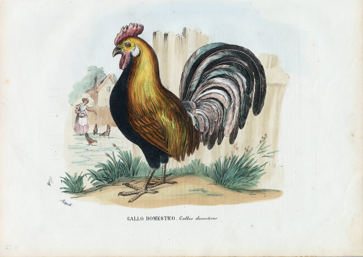 Hane, 1863-79 av Raimundo Petraroja