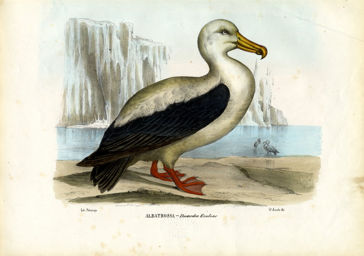 Royal Albatross, 1863-79 av Raimundo Petraroja