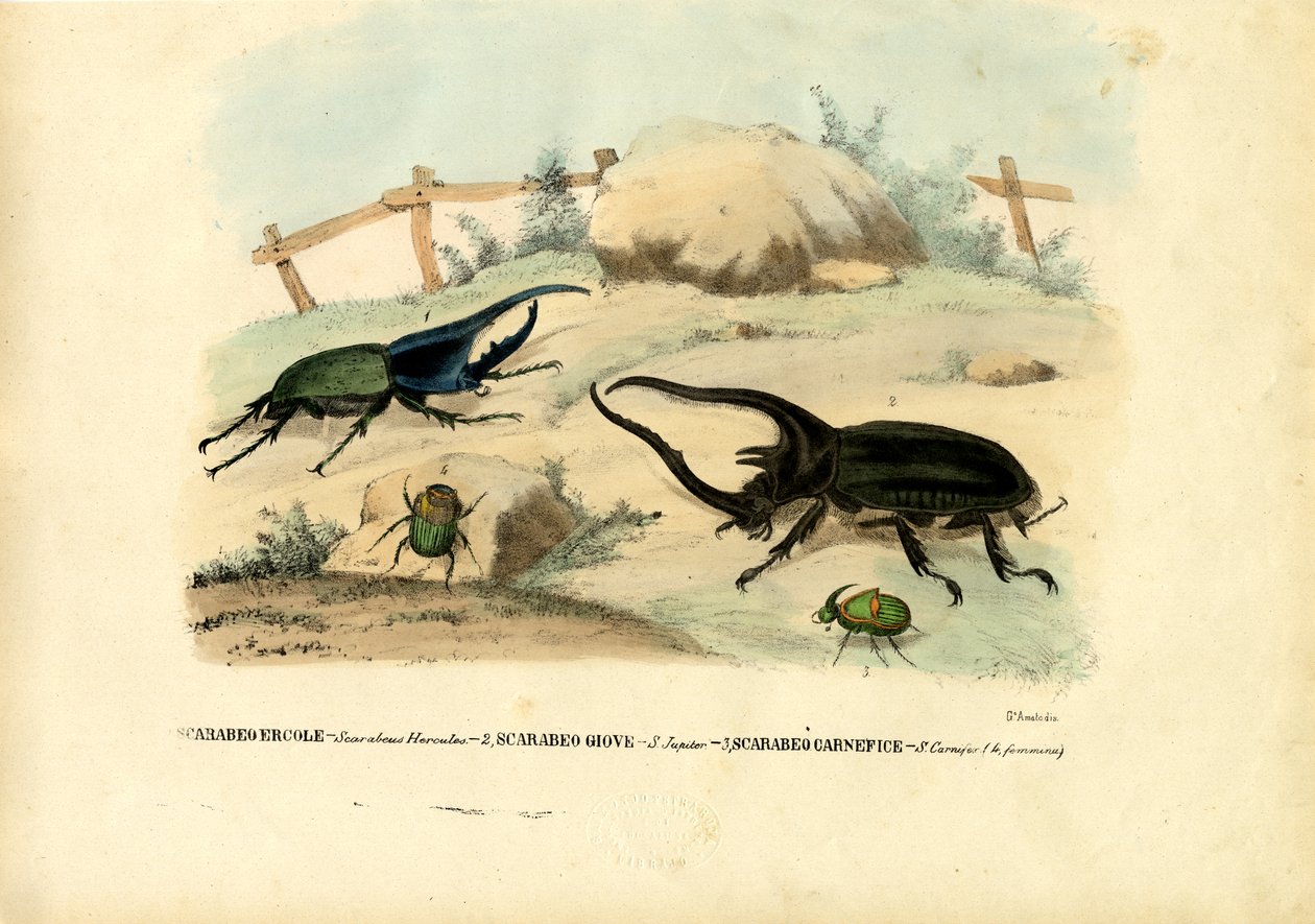 Scarab Beetles, 1863-79 av Raimundo Petraroja