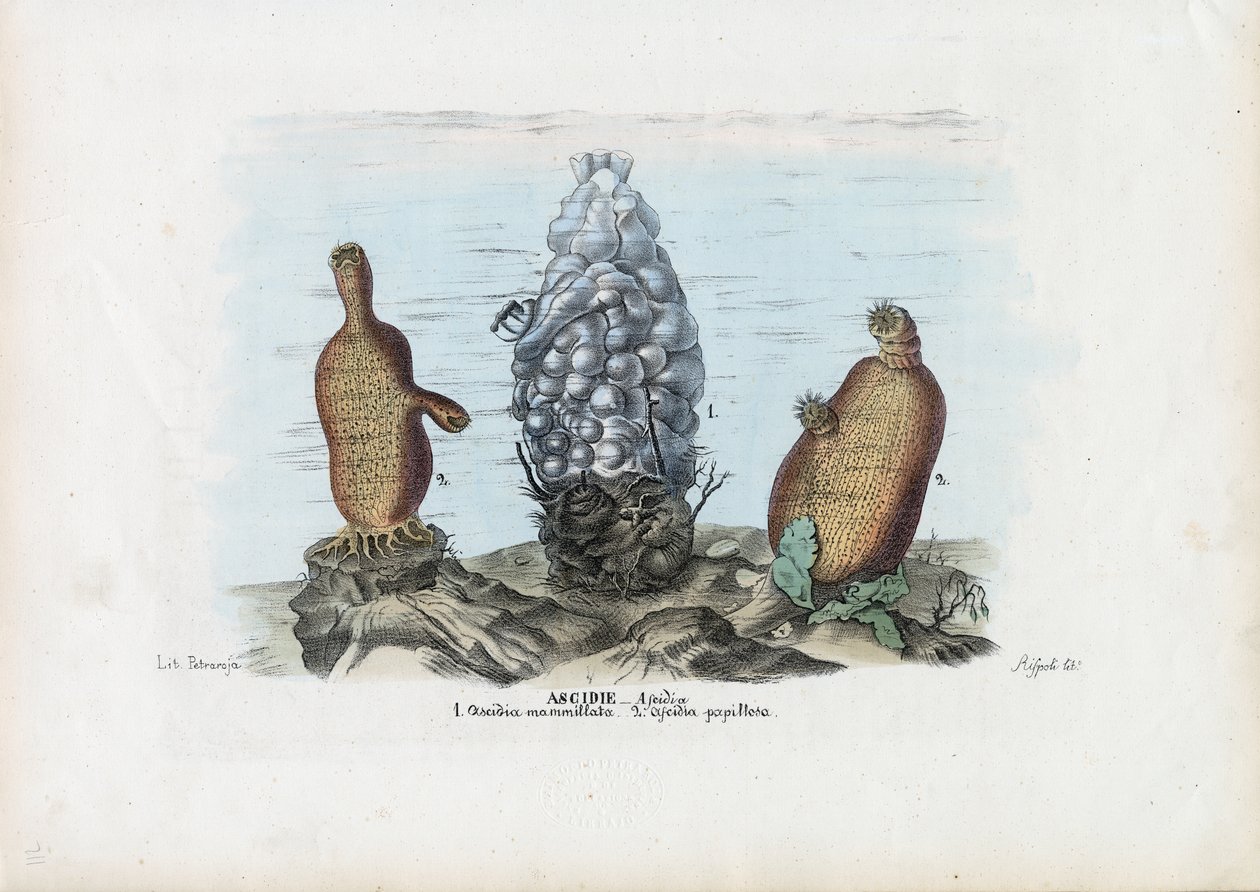 Sea Squirts, 1863-79 av Raimundo Petraroja