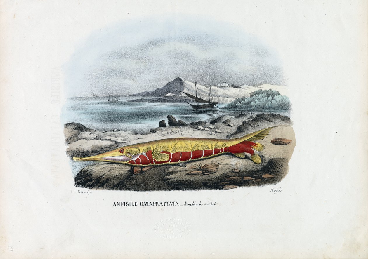 Rekefisk, 1863-79 av Raimundo Petraroja