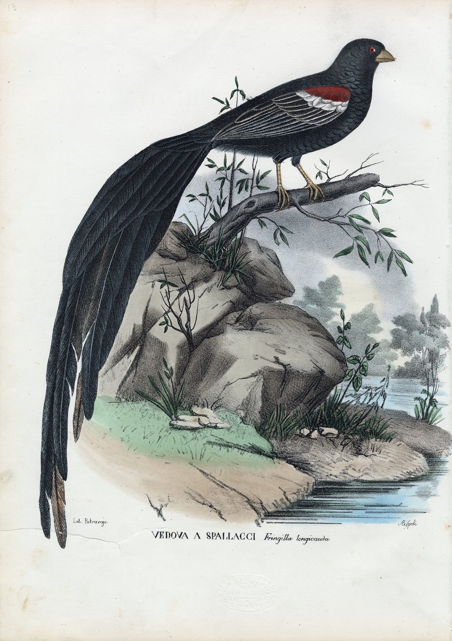 Sibirfink, 1863-79 av Raimundo Petraroja
