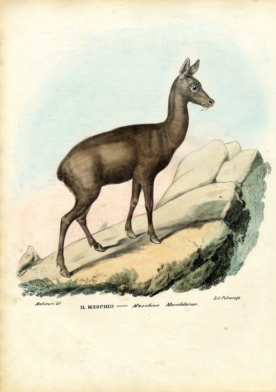 Sibirsk moskushjort, 1863-79 av Raimundo Petraroja