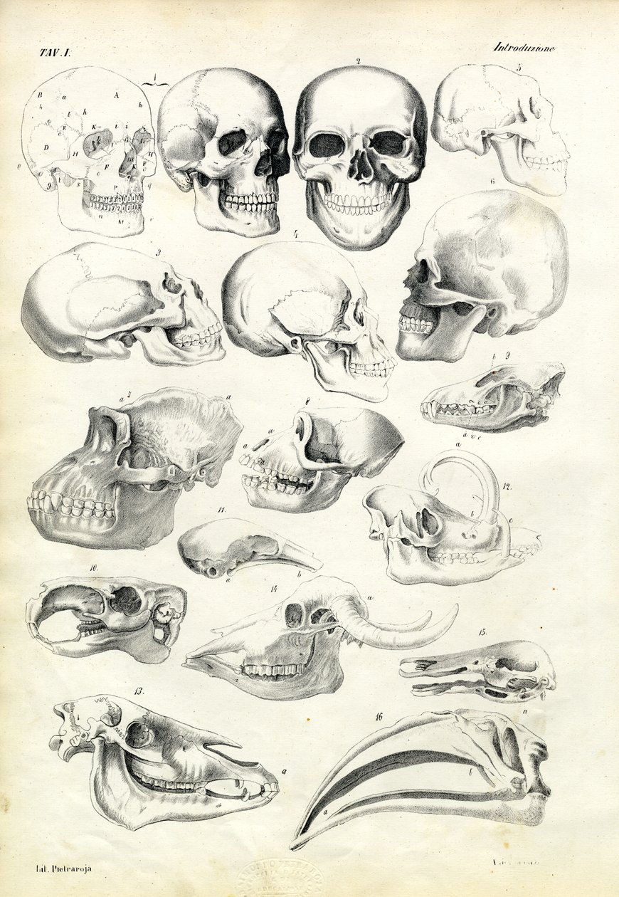Skulls, 1863-79 av Raimundo Petraroja