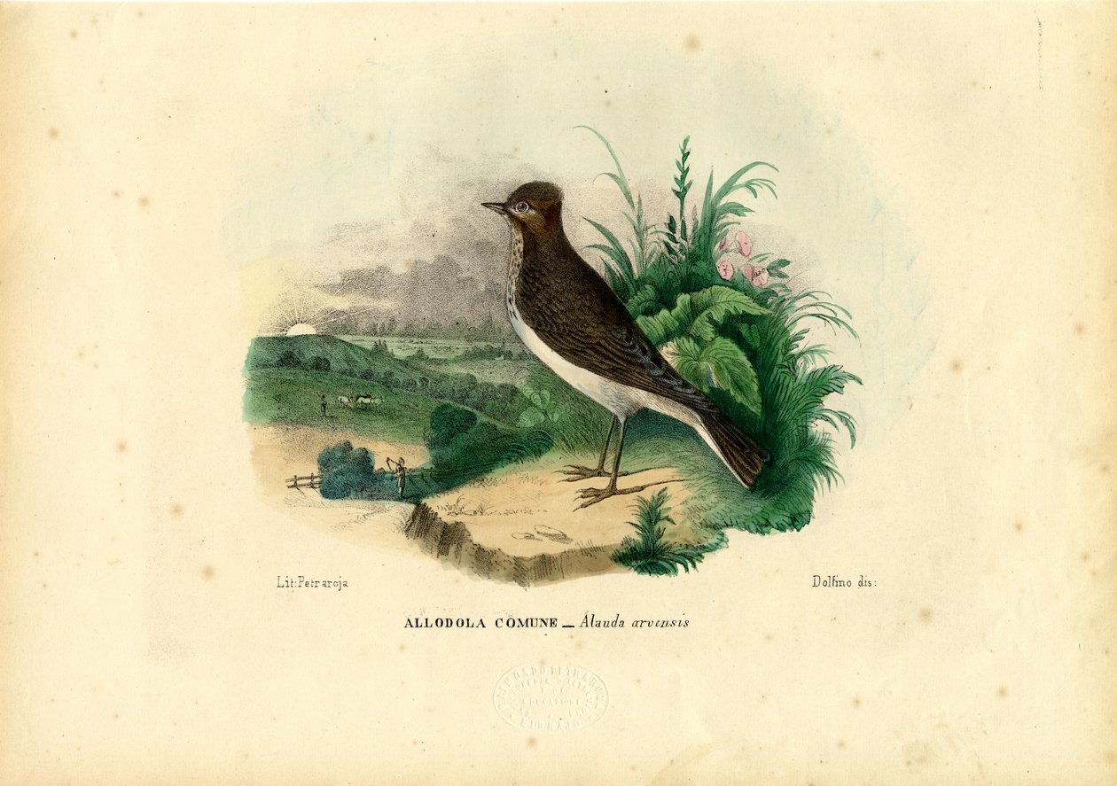 Skylark, 1863-79 av Raimundo Petraroja