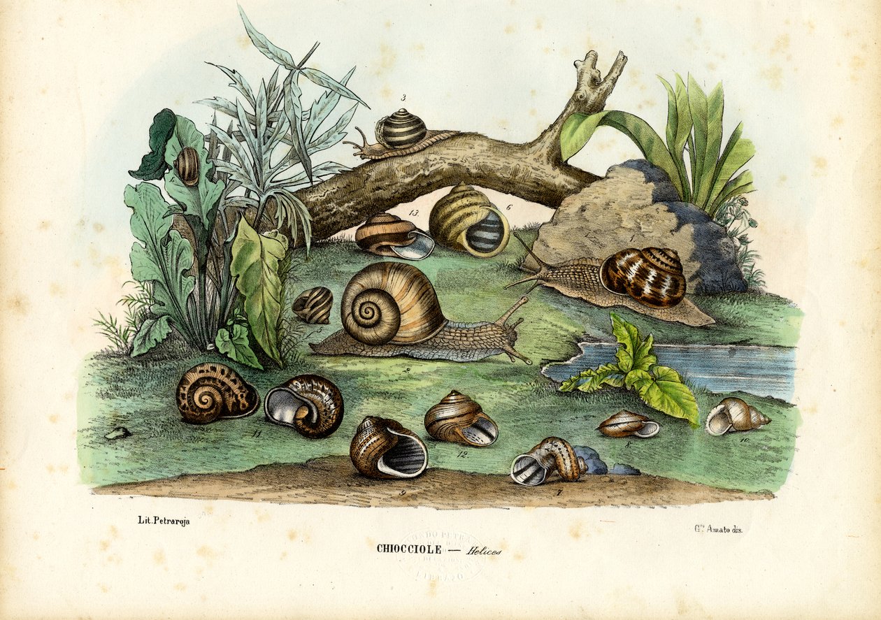 Snegler, 1863-79 av Raimundo Petraroja