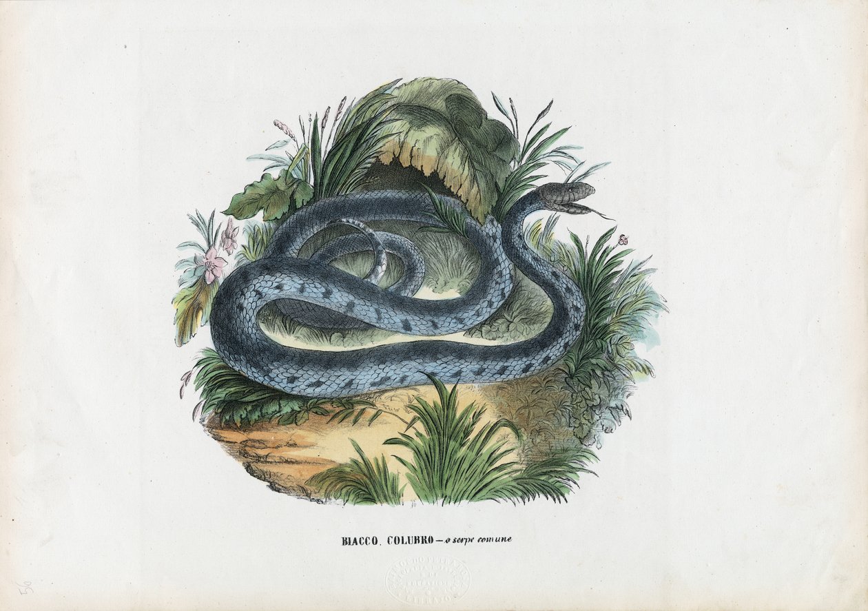 Slanger, 1863-79 av Raimundo Petraroja