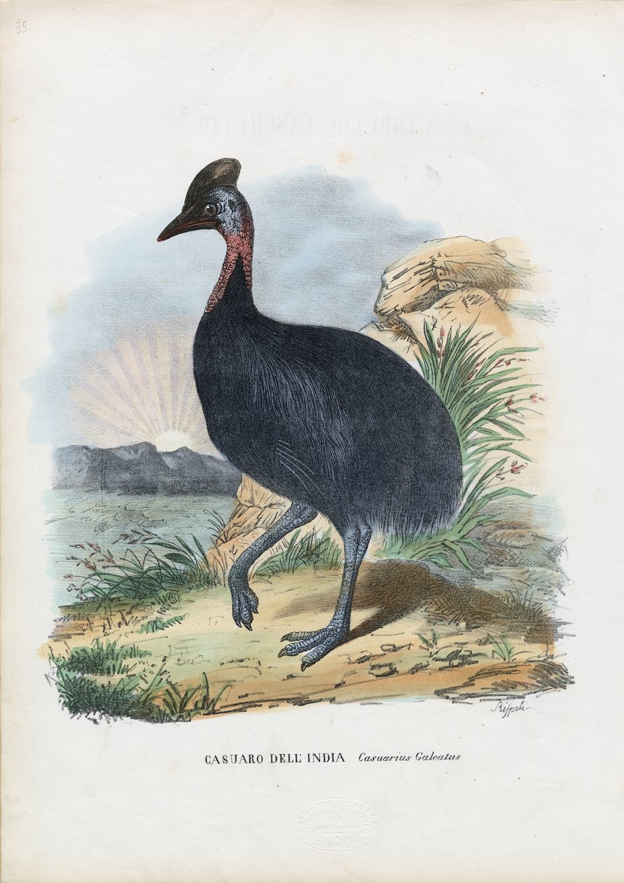 Southern Cassowary, 1863-79 av Raimundo Petraroja