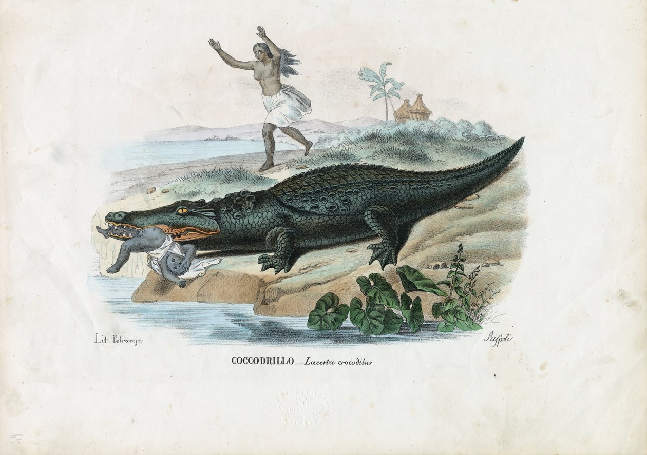 Brillekaiman, 1863-79 av Raimundo Petraroja