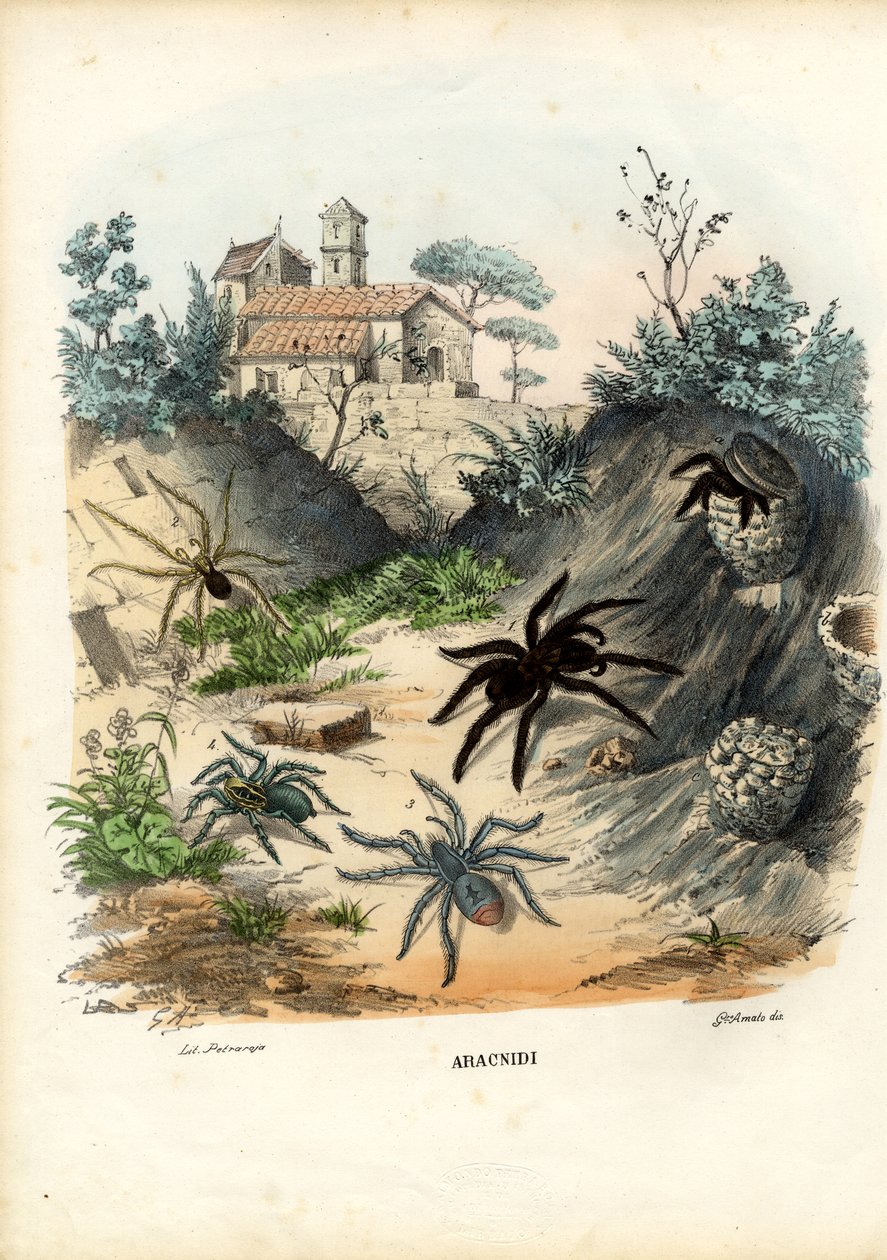 Edderkopper, 1863-79 av Raimundo Petraroja