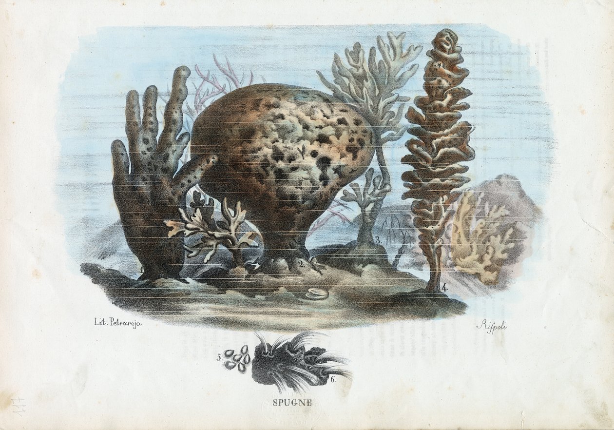 Svamper, 1863-79 av Raimundo Petraroja