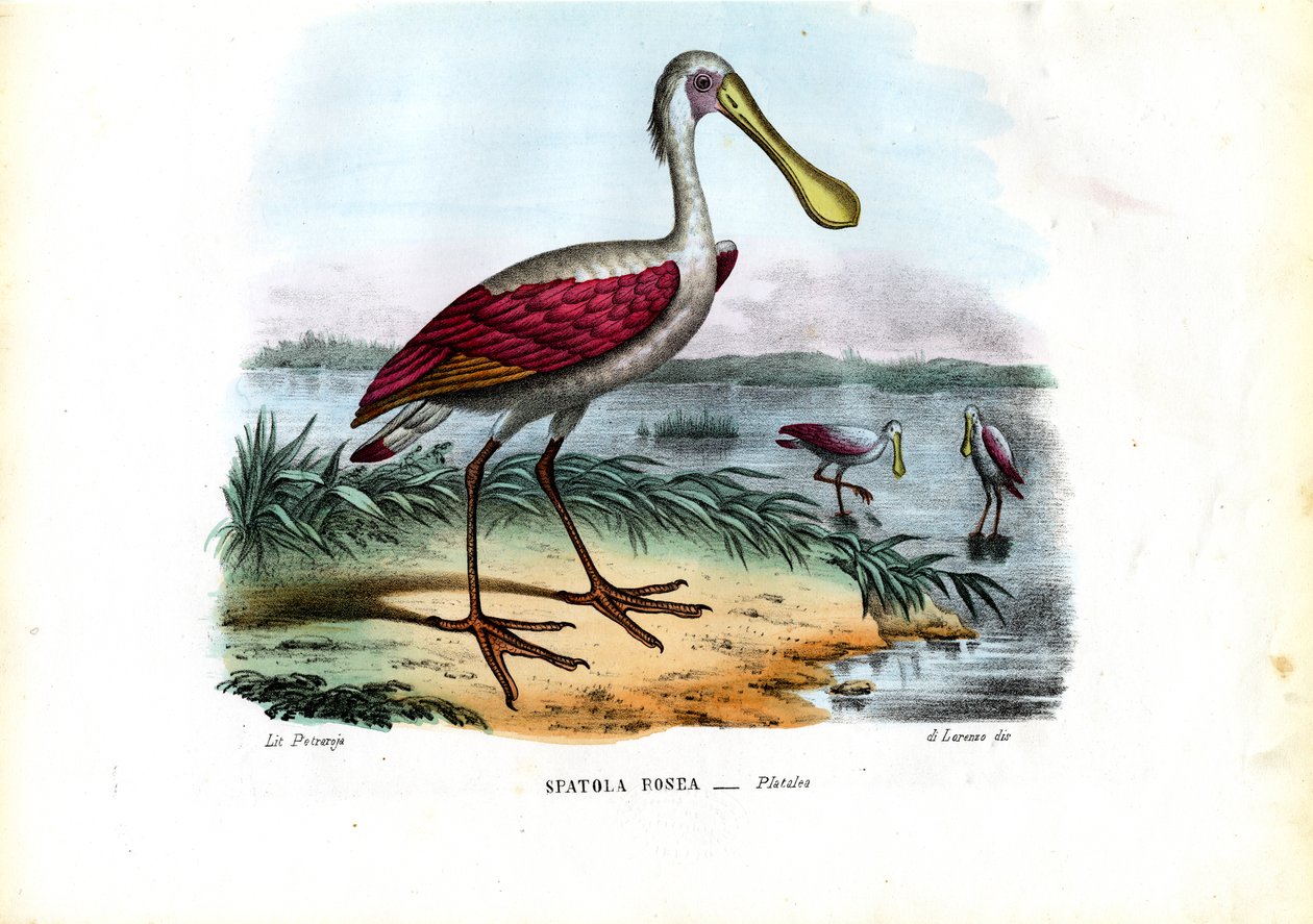 Skestork, 1863-79 av Raimundo Petraroja