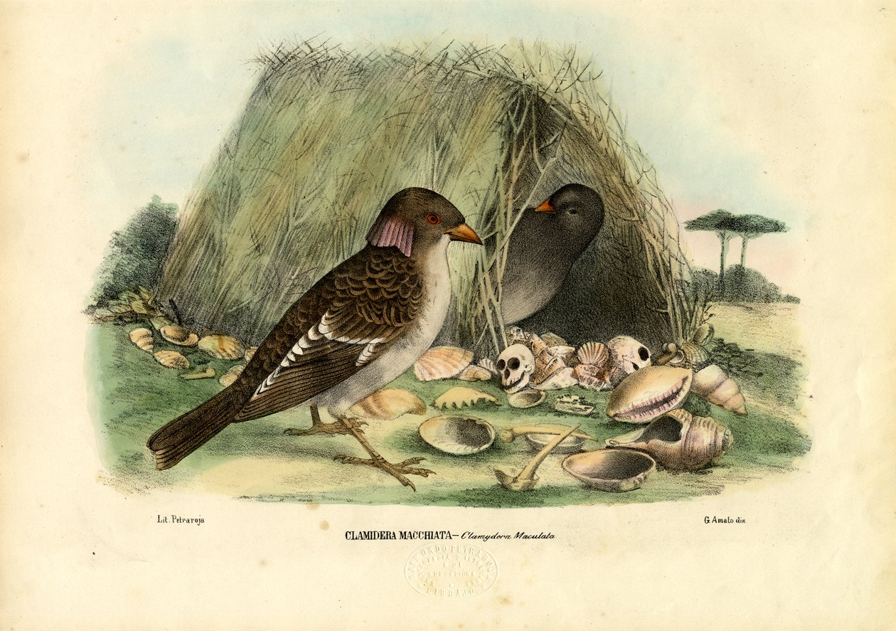 Spotted Bowerbird, 1863-79 av Raimundo Petraroja