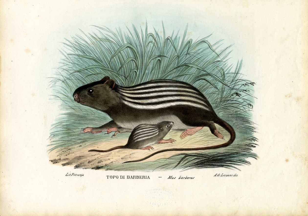 Stripete mus, 1863-79 av Raimundo Petraroja