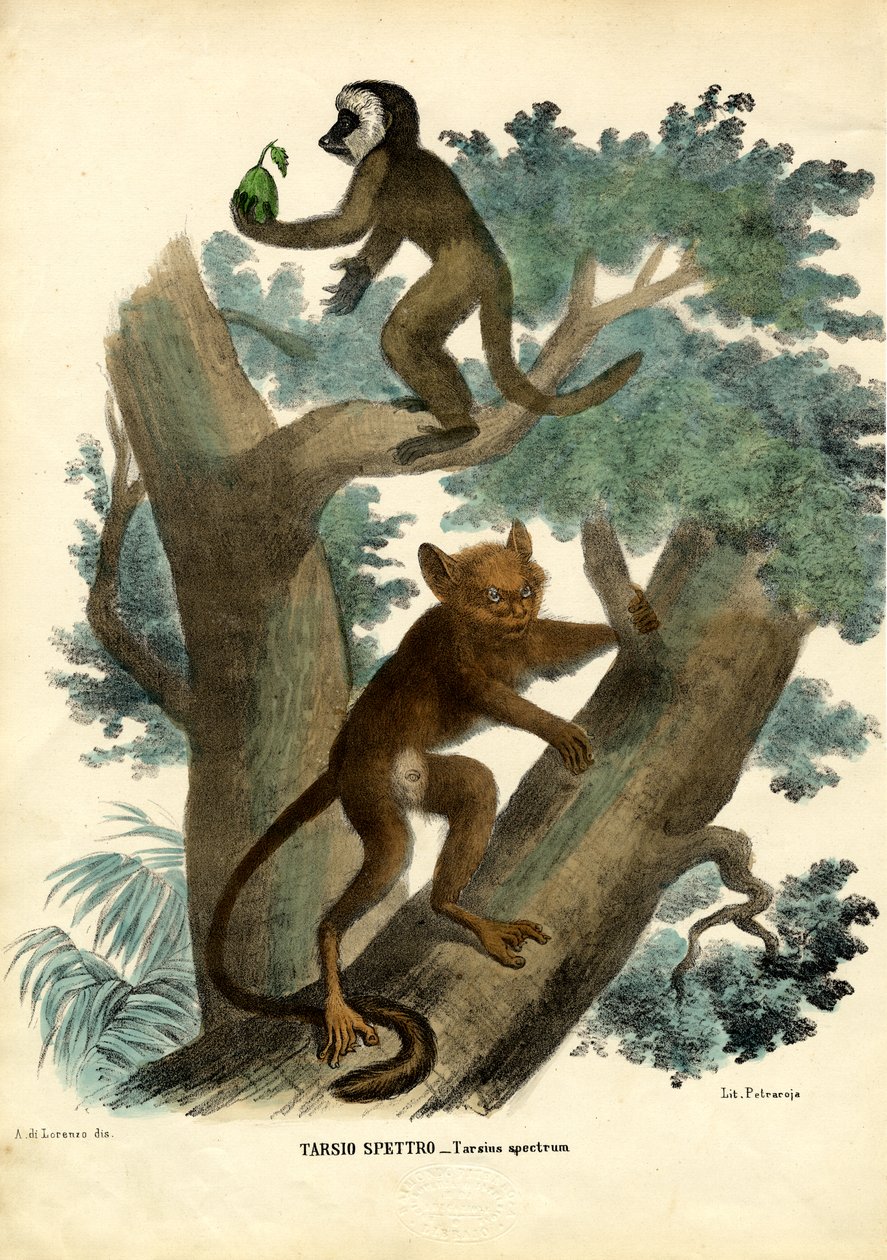 Tarsier, 1863-79 av Raimundo Petraroja