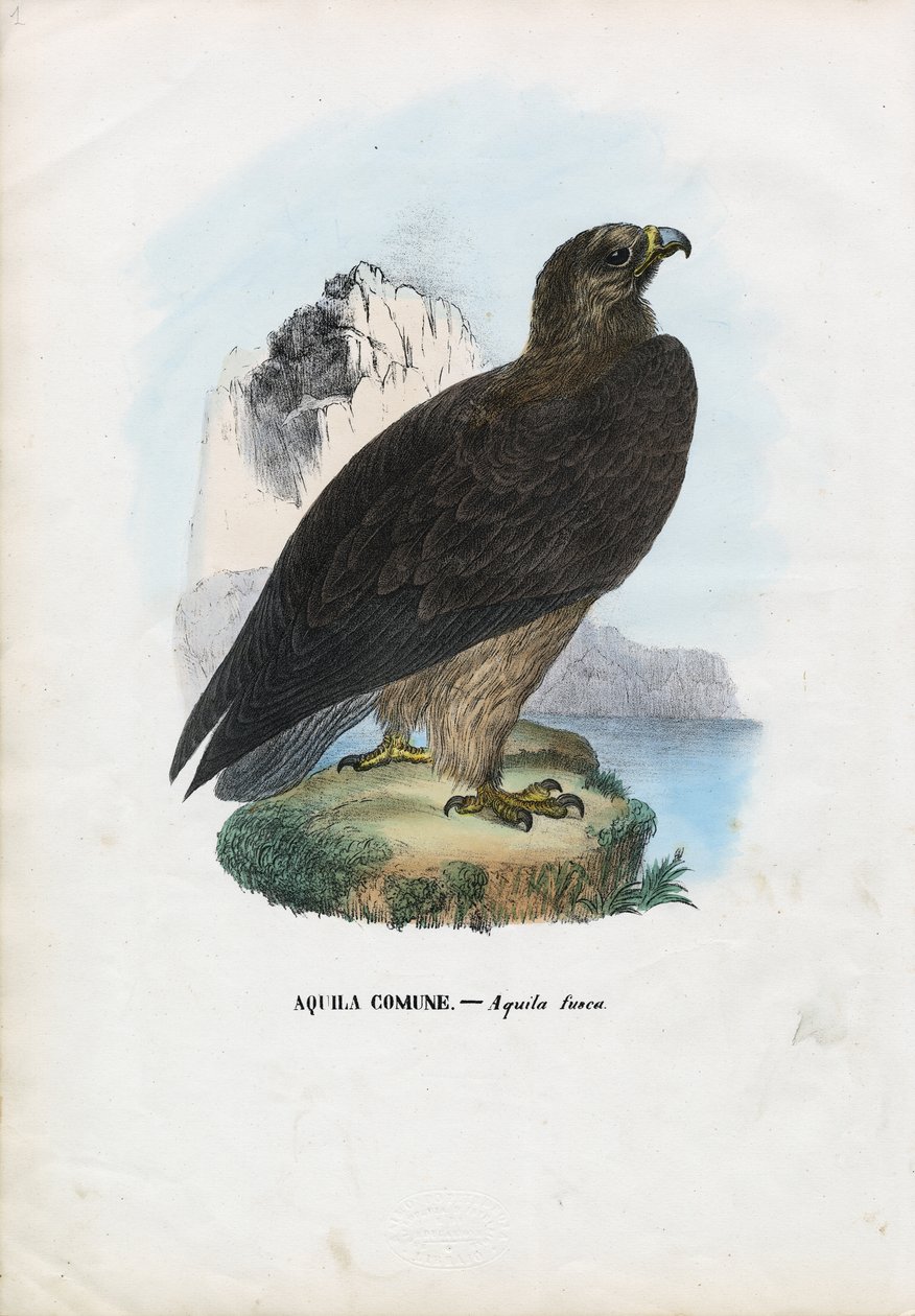 Tawny Eagle, 1863-79 av Raimundo Petraroja