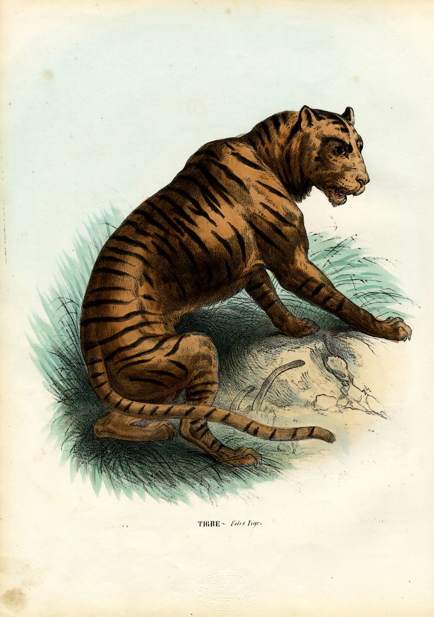 Tiger, 1863-79 av Raimundo Petraroja