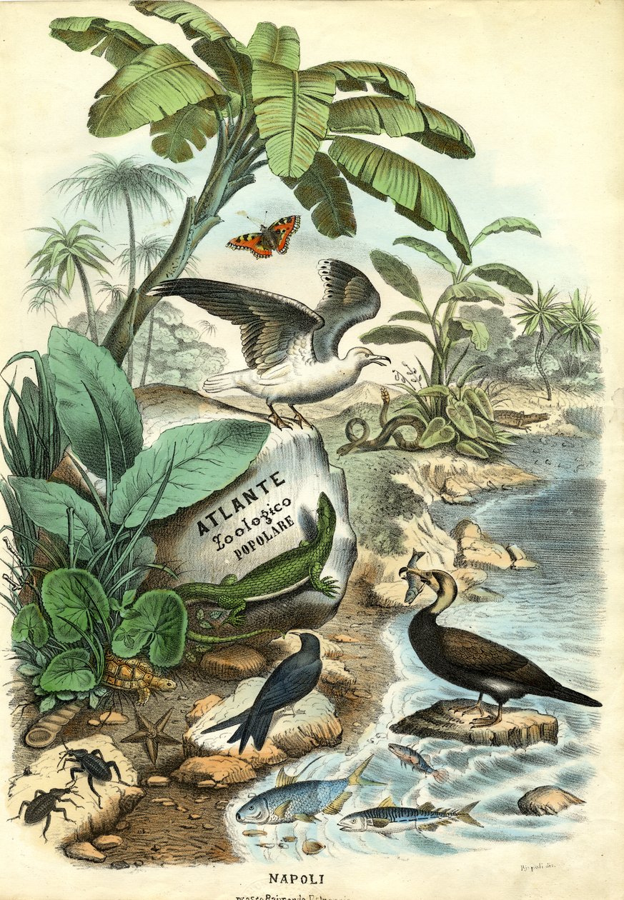 Tittelblad, 1863-79 av Raimundo Petraroja