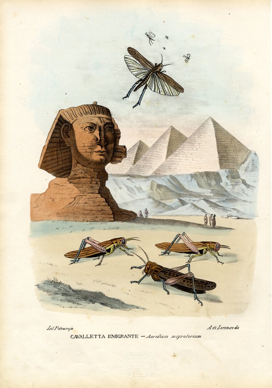 True Crickets, 1863-79 av Raimundo Petraroja