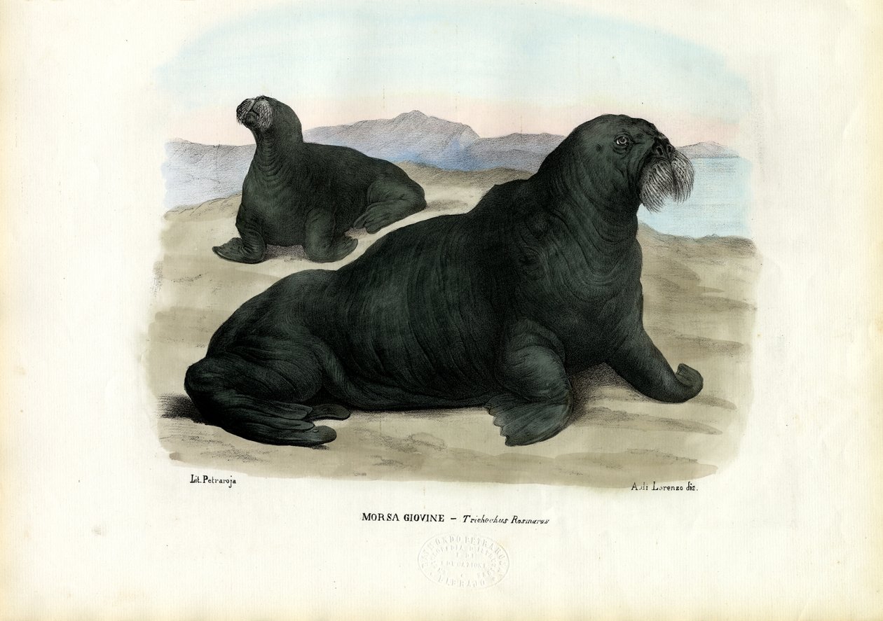Hvalross, 1863-79 av Raimundo Petraroja