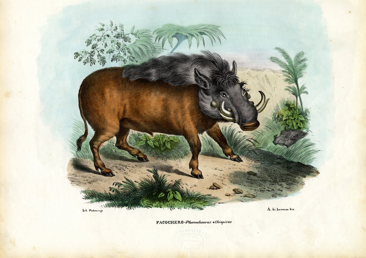 Vortesvin, 1863-79 av Raimundo Petraroja