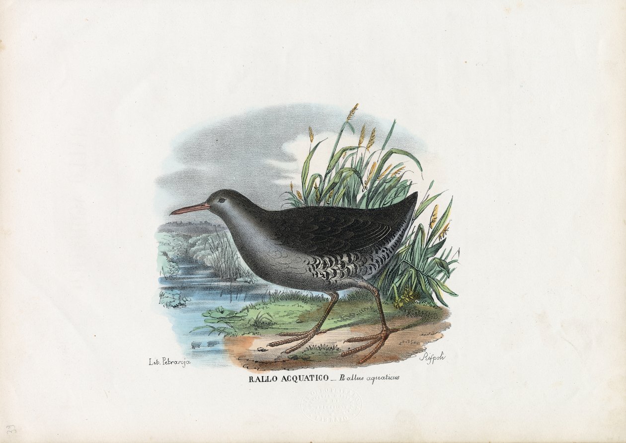 Vannskinne, 1863-79 av Raimundo Petraroja