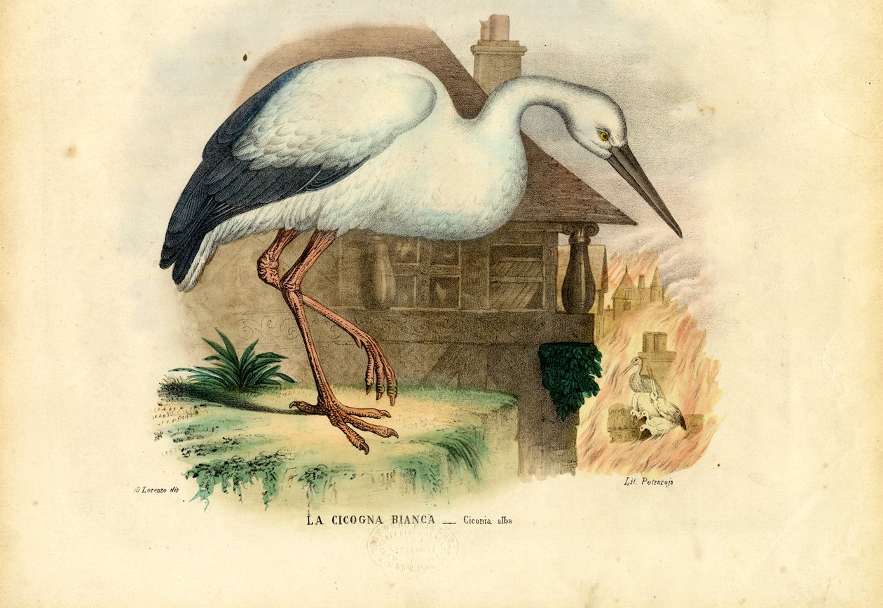 Hvit stork, 1863-79 av Raimundo Petraroja