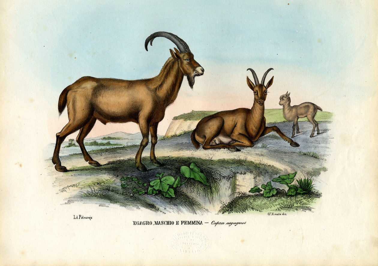 Villgeit, 1863-79 av Raimundo Petraroja