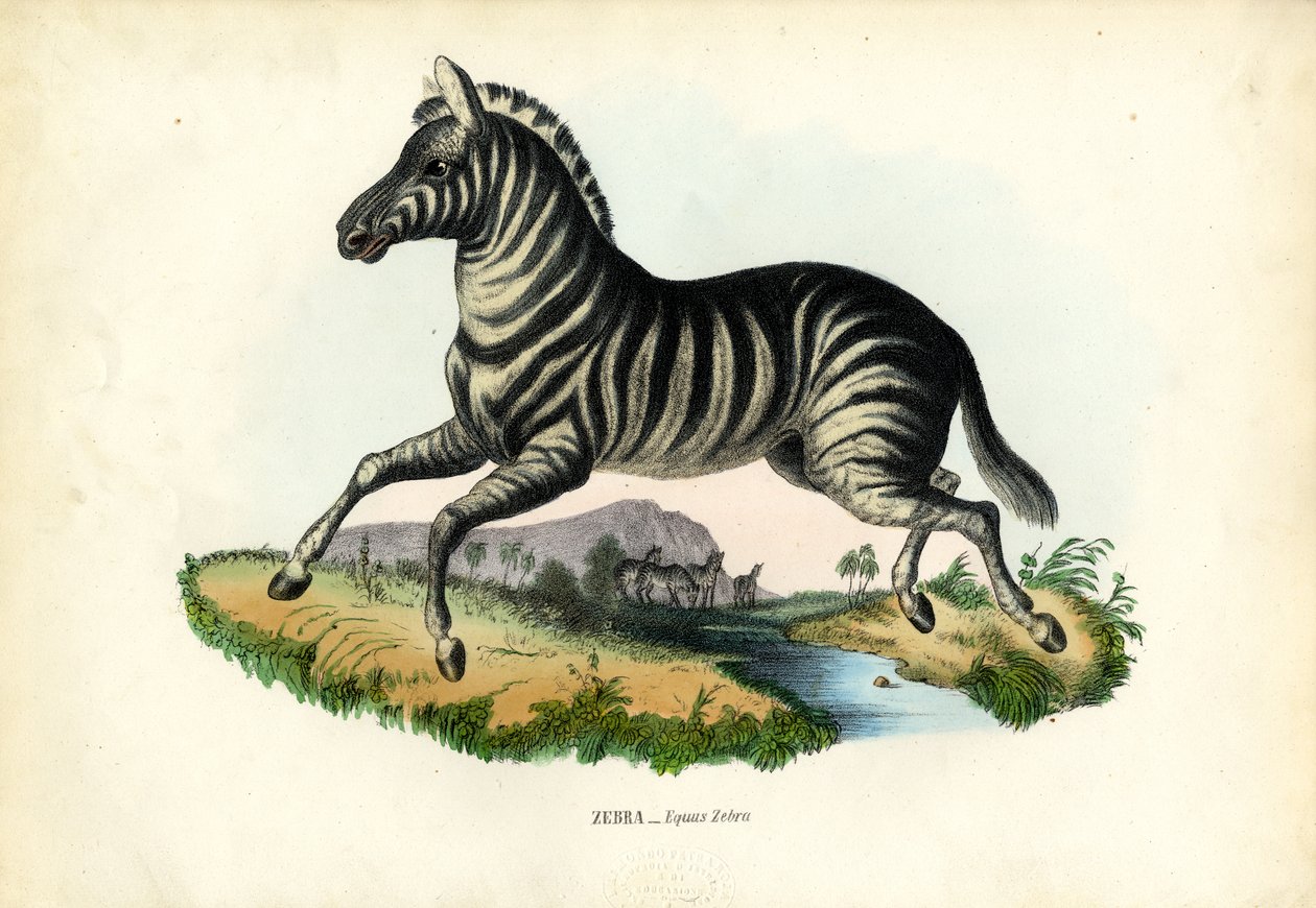 Zebra, 1863-79 av Raimundo Petraroja