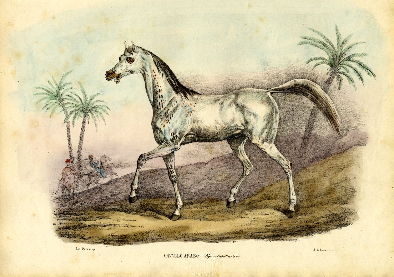 Arabisk hest, 1863-79 av Raimundo Petraroja