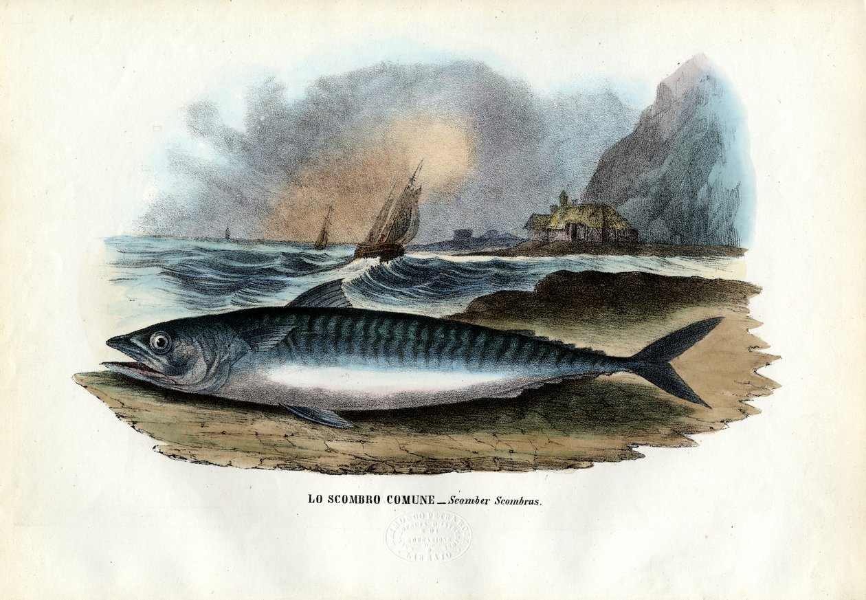 Atlanterhavsmakrell, 1863-79 av Raimundo Petraroja