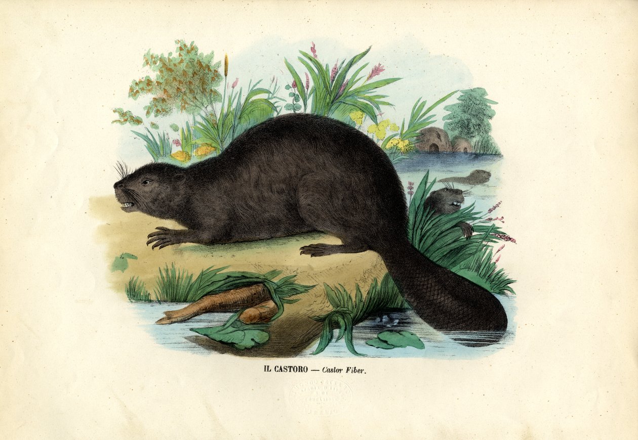 Bever av Raimundo Petraroja