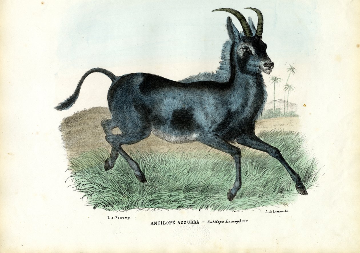 Blåbukk, 1863-79 av Raimundo Petraroja