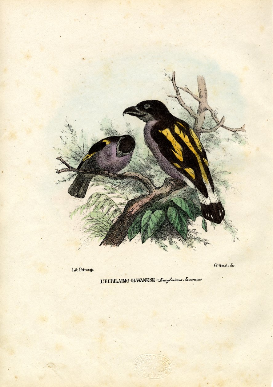 Broadbills, 1863-79 av Raimundo Petraroja