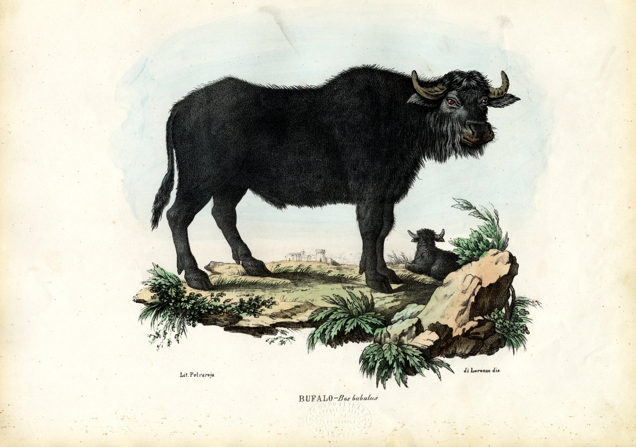 Buffalo, 1863-79 av Raimundo Petraroja