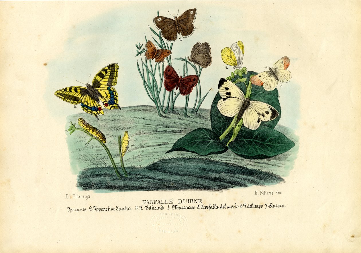 Sommerfugler, 1863-79 av Raimundo Petraroja
