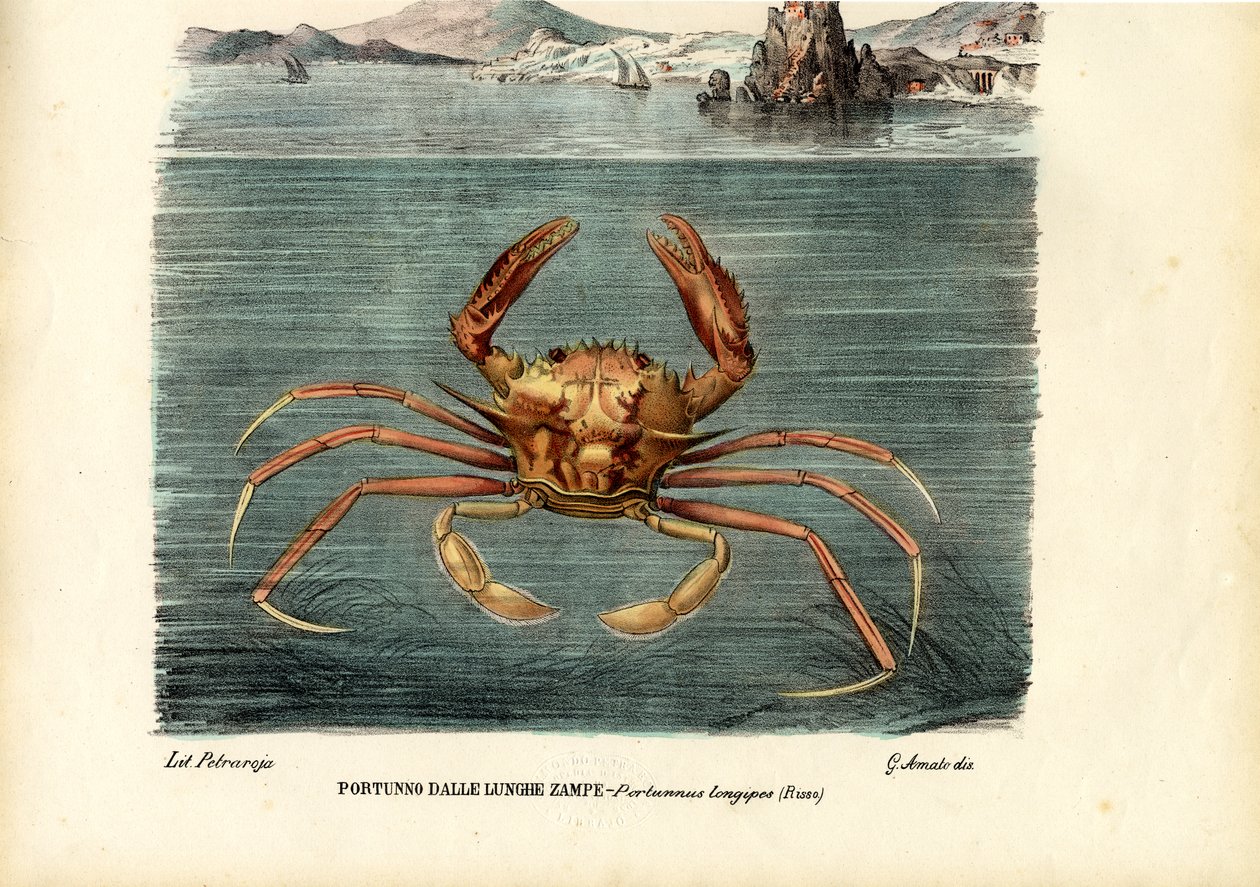 Krepsdyr, 1863-79 av Raimundo Petraroja