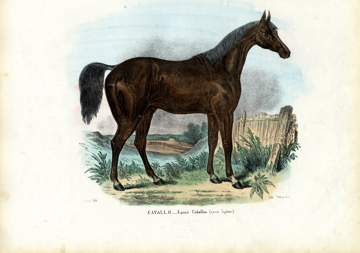 Engelsk hest, 1863-79 av Raimundo Petraroja