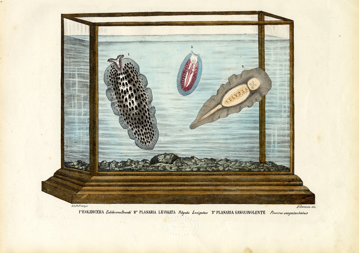 Flate ormer av Raimundo Petraroja