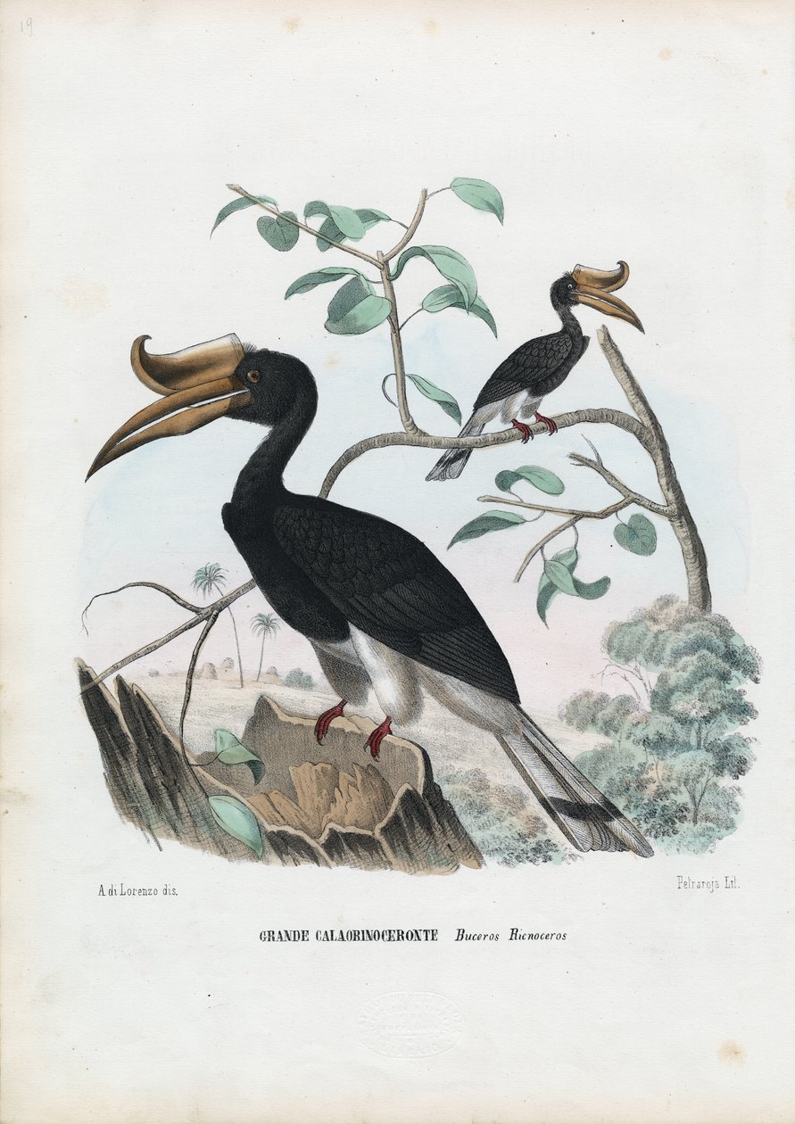 Stor hornfugl, 1863-79 av Raimundo Petraroja