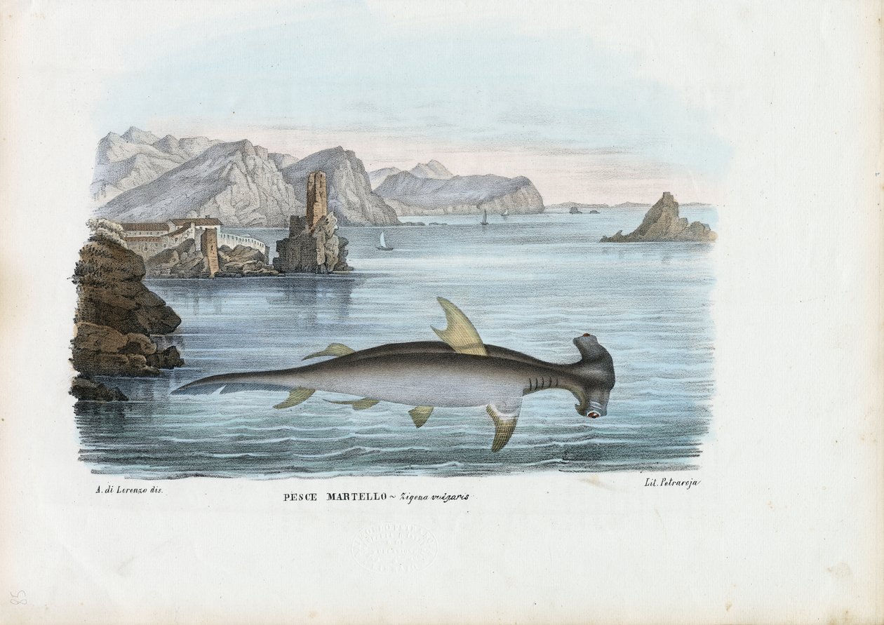 Hammerhead, 1863-79 av Raimundo Petraroja