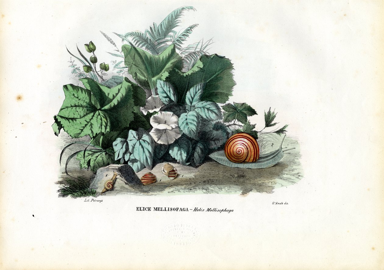 Helix snegler, 1863-79 av Raimundo Petraroja