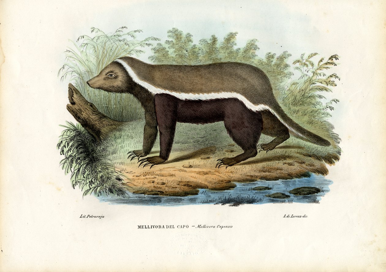 Honninggrevling, 1863-79 av Raimundo Petraroja
