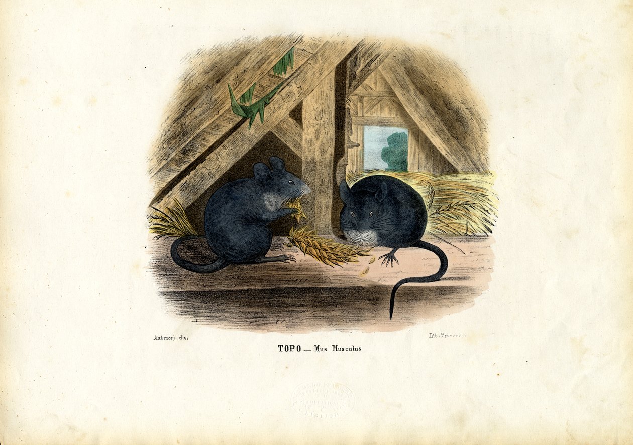 Husmus, 1863-79 av Raimundo Petraroja