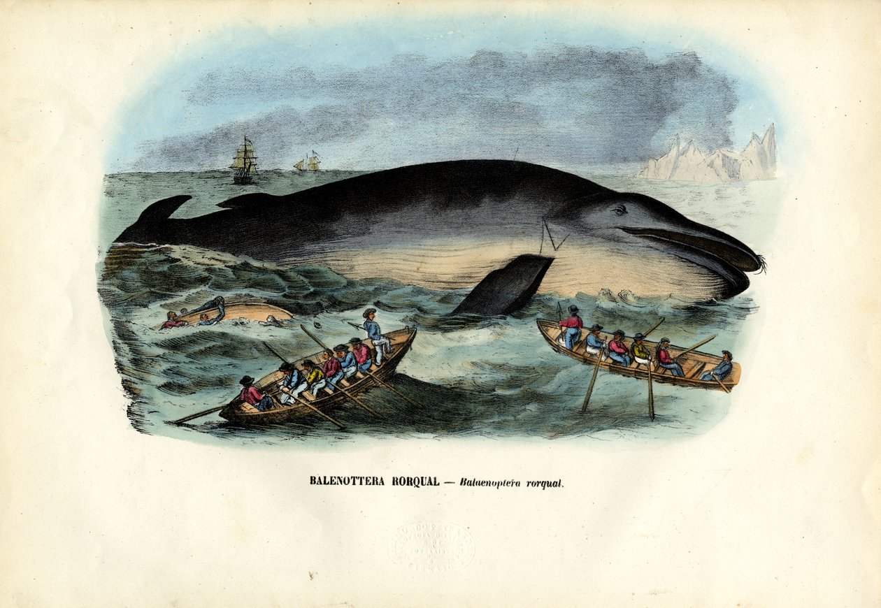 Knølhval, 1863-79 av Raimundo Petraroja